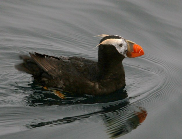 Tufted Puffin